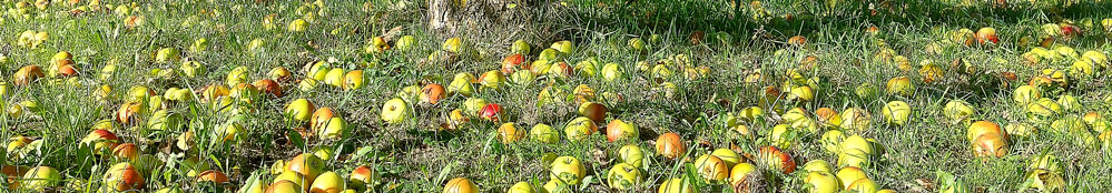 999x174 Herbst Apfel Cornelius