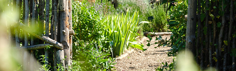 Garten mit Pflanzen 999x300