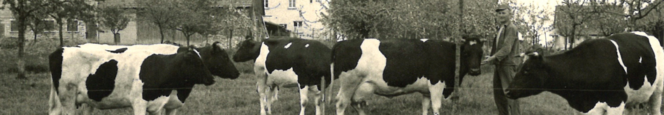 Kühe 999x174