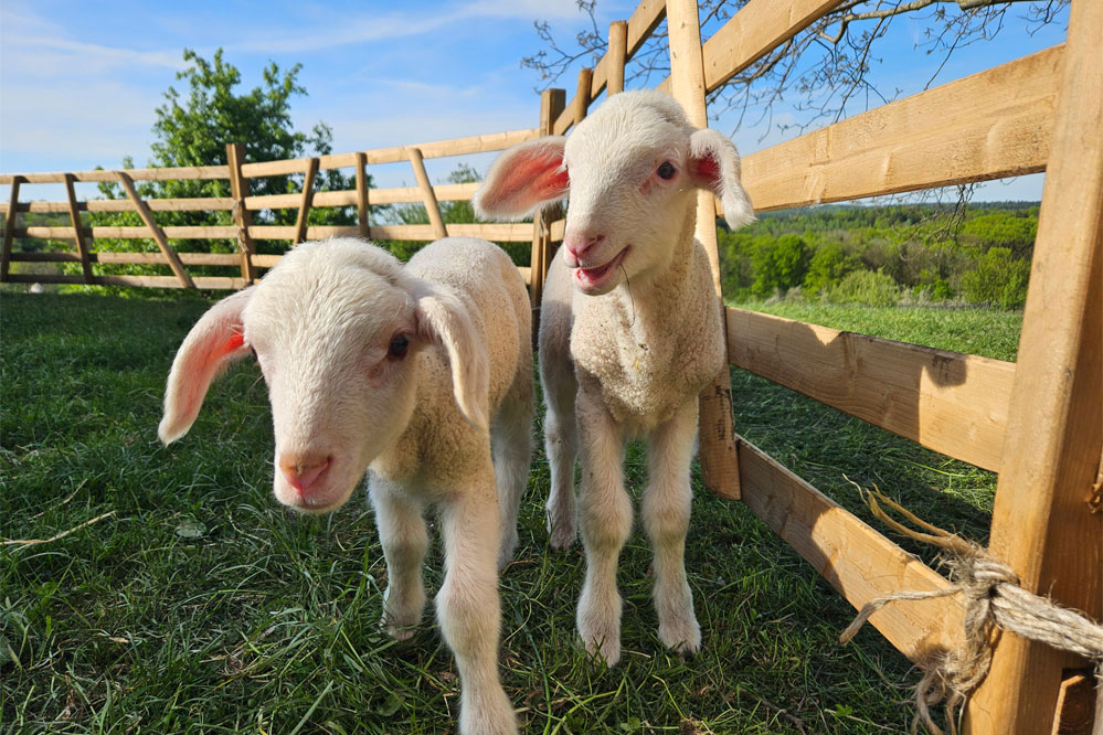 Schäfertage_2026_web_999x666