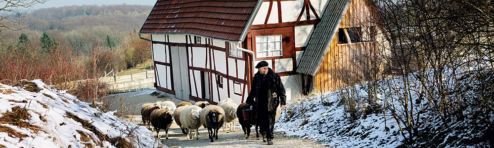 Schafe im Winter 999x300
