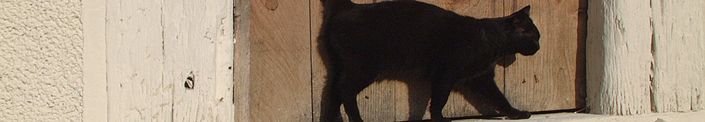 Schwarze Katze