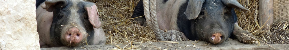 Schweine 999x174