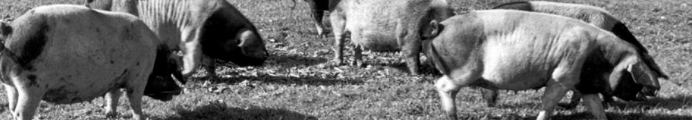 Schweine 999x174