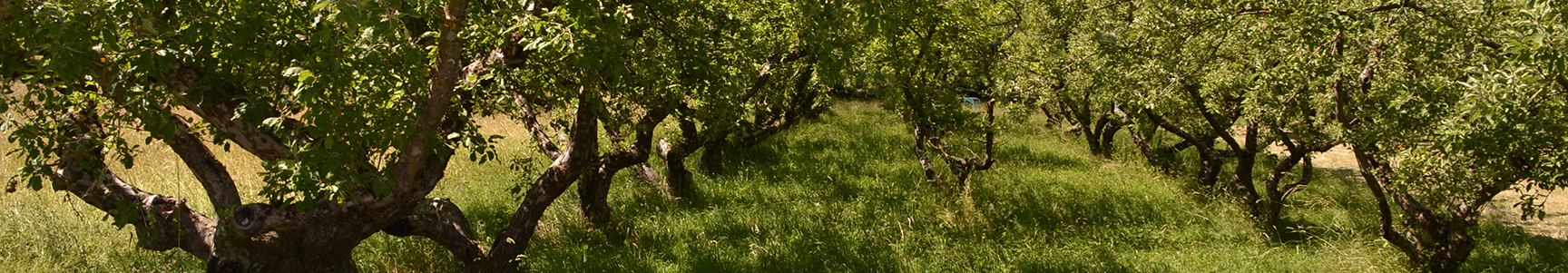 Streuobstwiese_Sommer_999x174